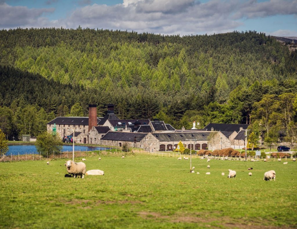 A view of Royal Lochnagar whisky distillery with sheep in the fields and woods behind the distillery