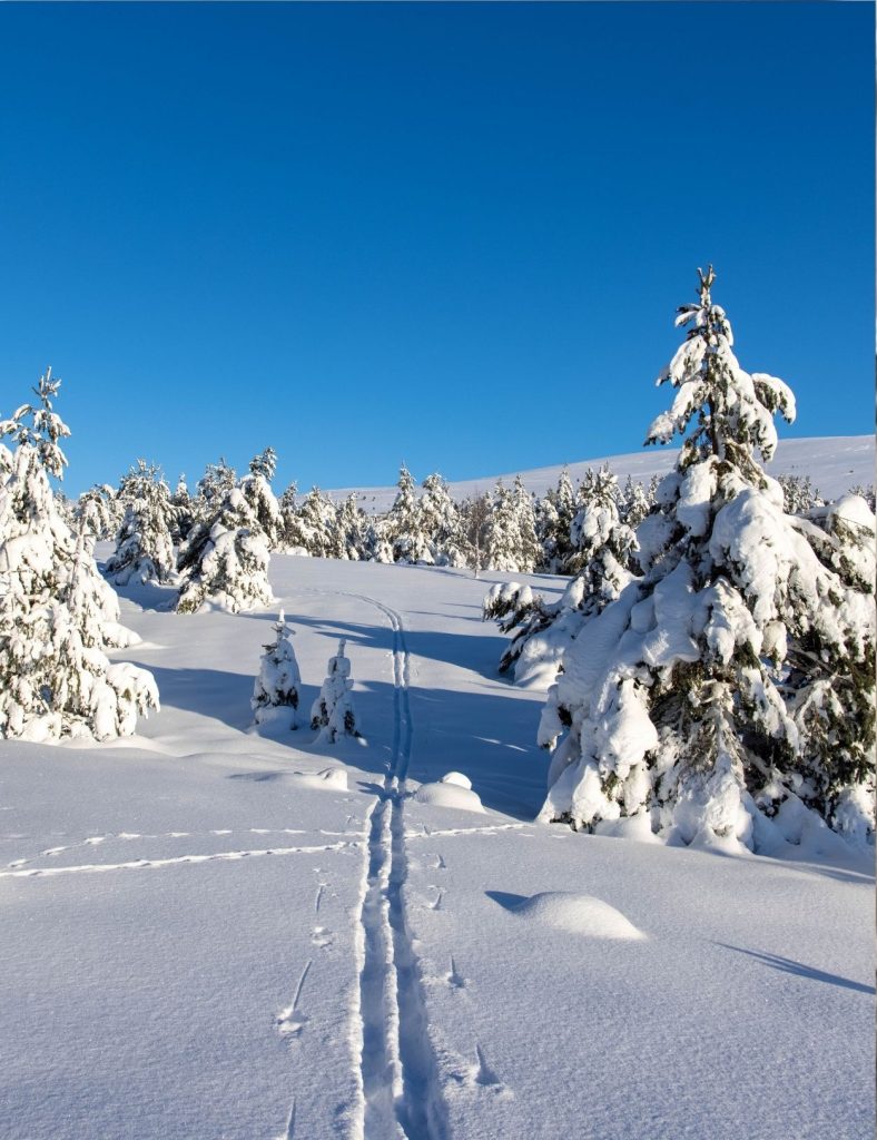 Tracks in the snow from a ski walker with trees laden with snow and blue skies