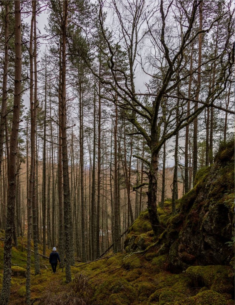 A guest wearing a hat walking uphill through the pinewoods in Braemar