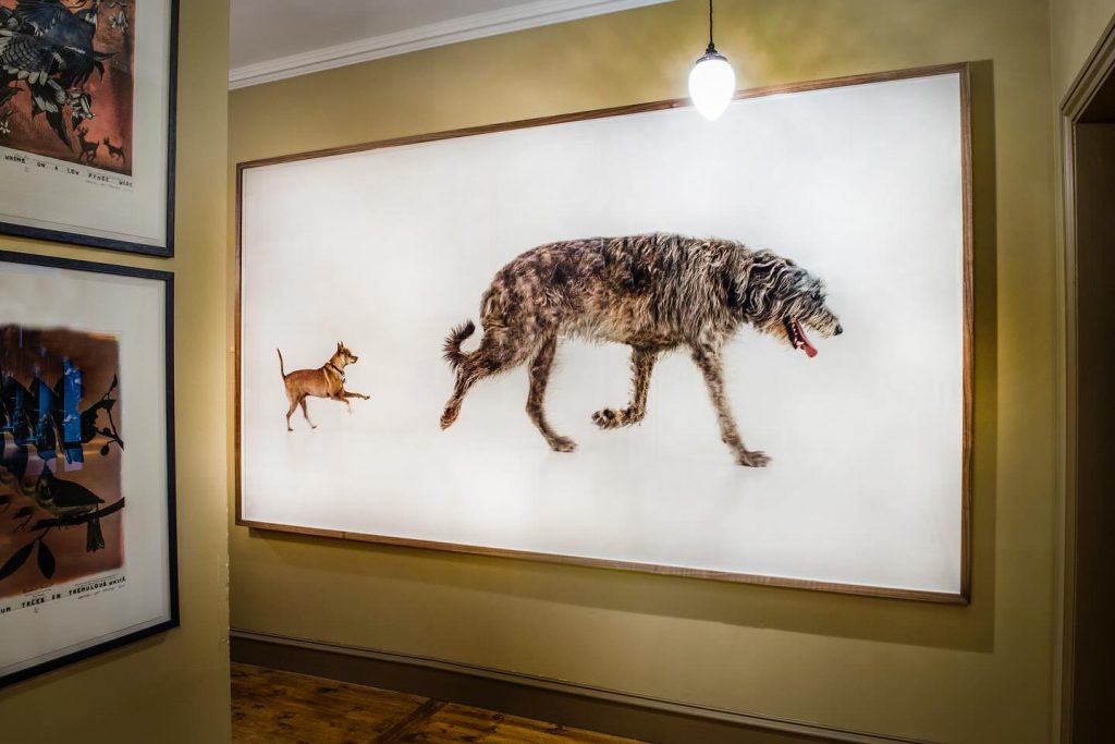 Painting of dog by Martin Creed on white background in corridor