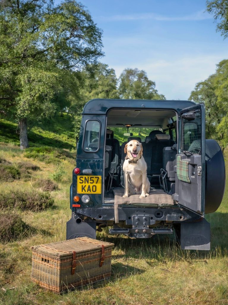 A dog sitting in the back of a land rover in a summer landscape