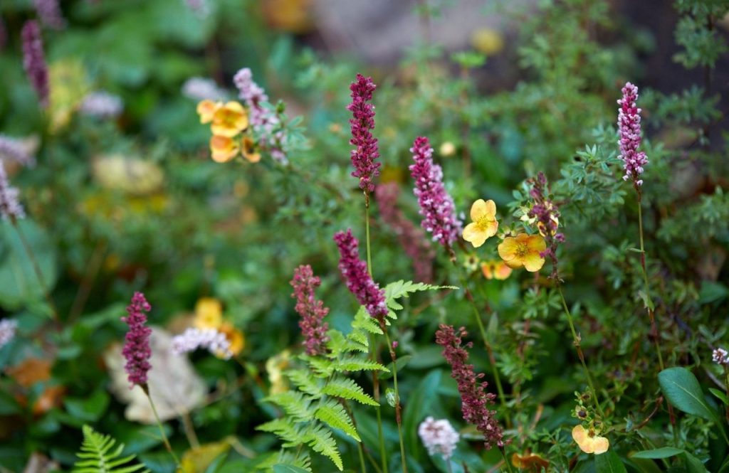 Wildflowers in the Fife Arms garden