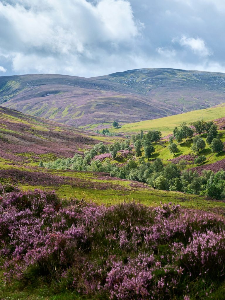 A summer landscape in the Highlands with purple heather