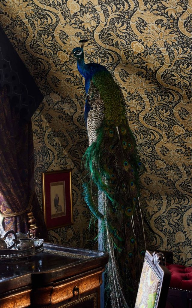 A taxidermy peacock in front of patterned wallpaper in the Indian Suite