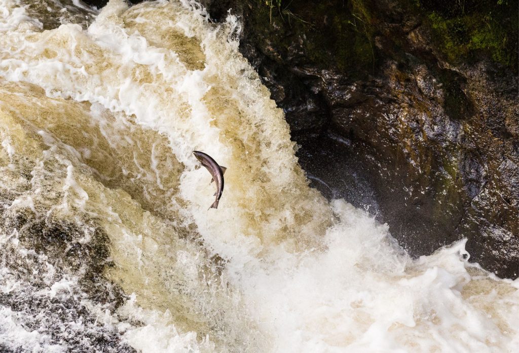 Salmon leaping in a waterfall