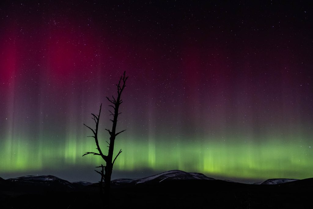 The green and pink coloured Northern Lights in the sky at night.