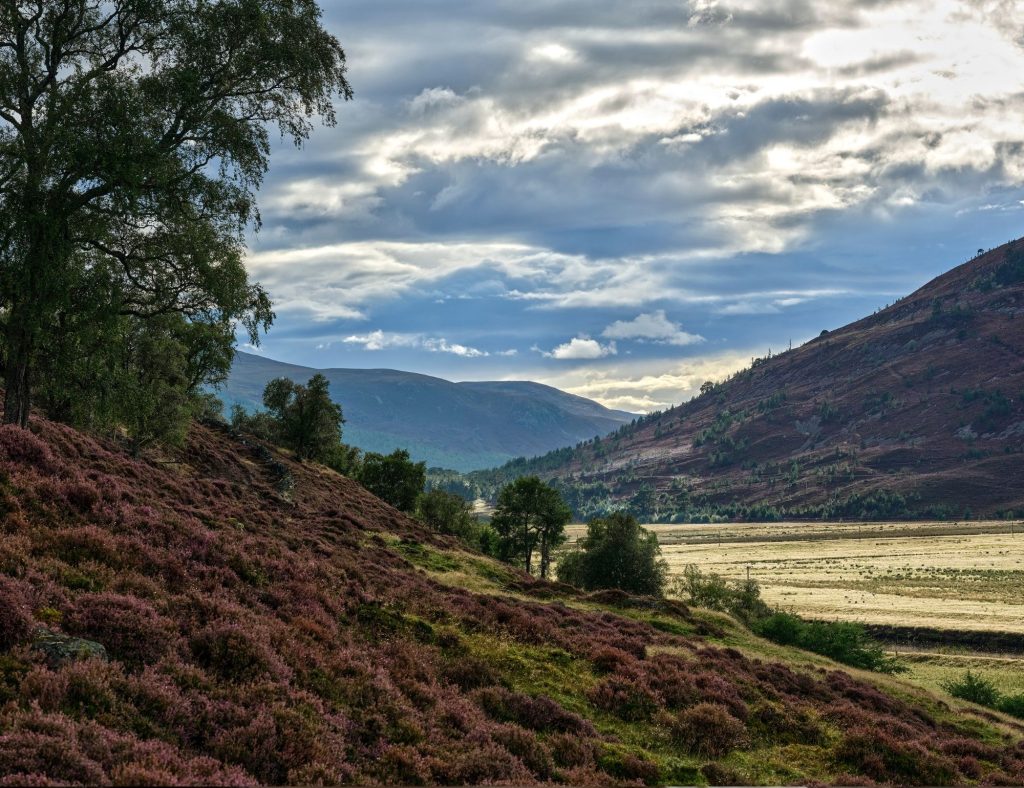 Summer view of the Cairngorms National Park with heather hills in the foreground