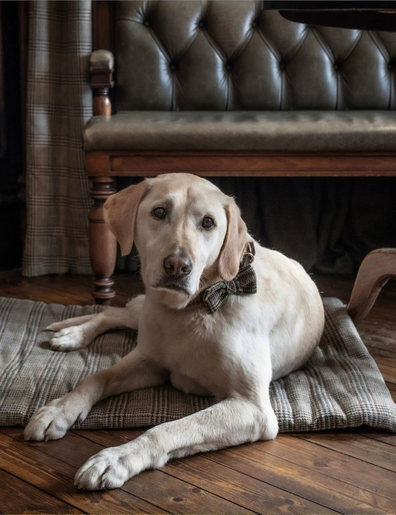 Dog lying down on a mat in the Flying Stag pub
