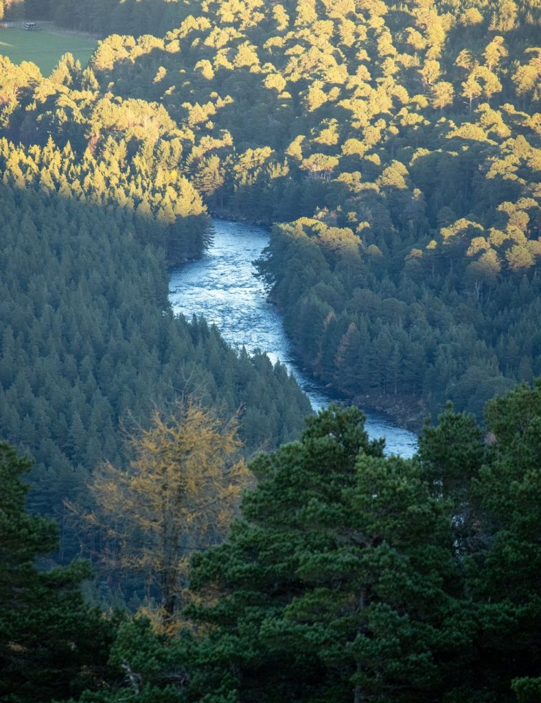 A birds-eye view of the river dee with treetops and the sun shining down