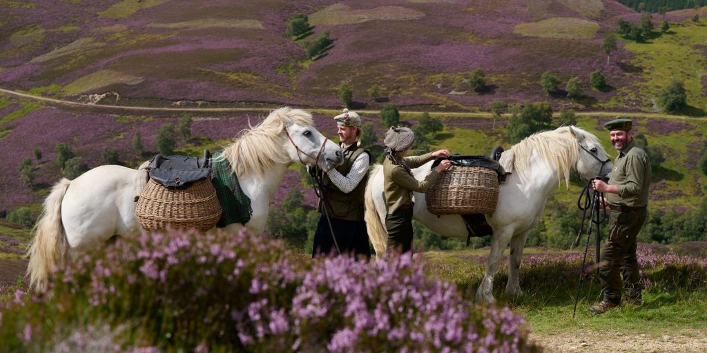 Pony carrying picnics and walking through the heather hills