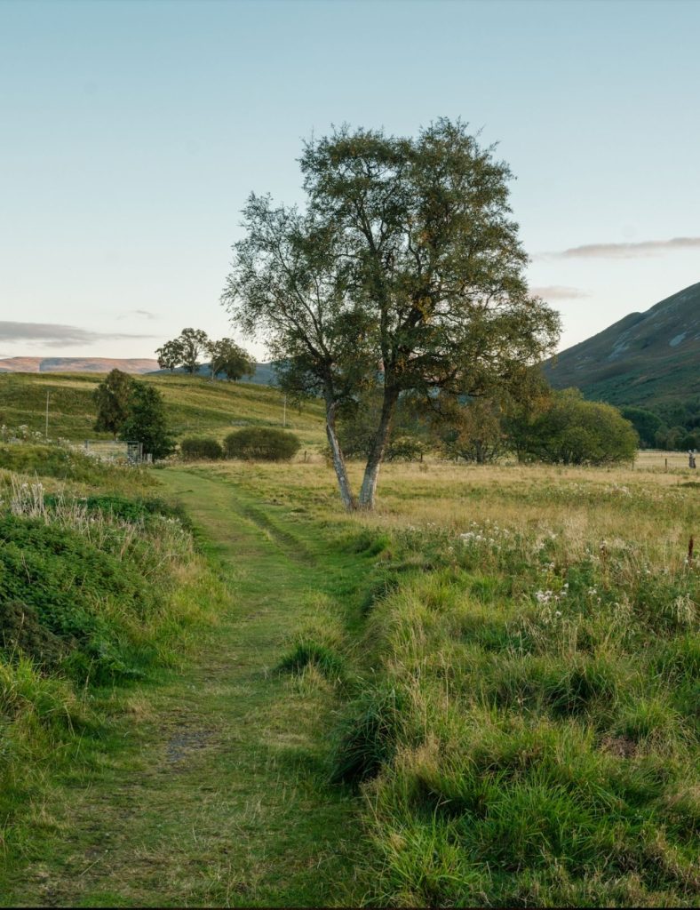 A grass track for bike riding, with a tree and hills in the background.