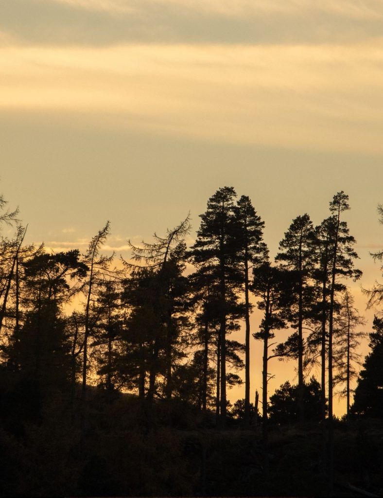 Trees in silhouette beneath a glowing evening sky after sunset.