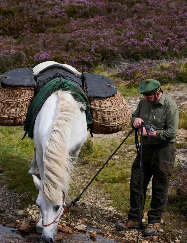 Horse having a drink from a stream with its guide