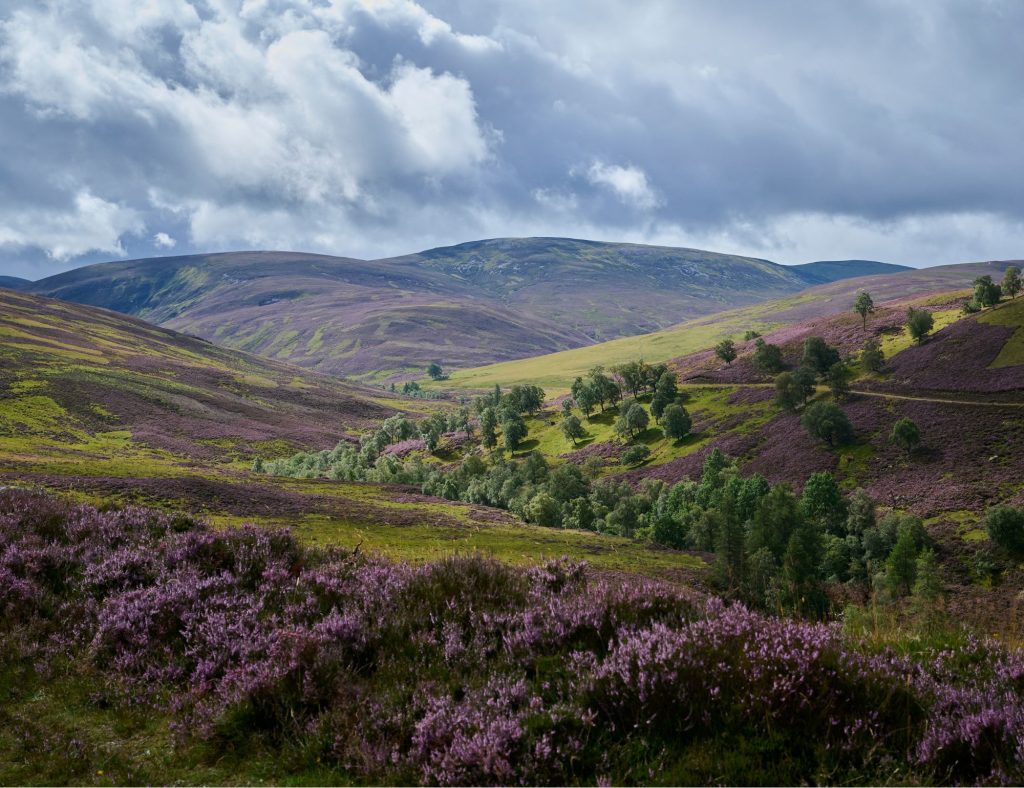 A view of the Scottish highlands on a summer day with purple heather blooming in the foreground,