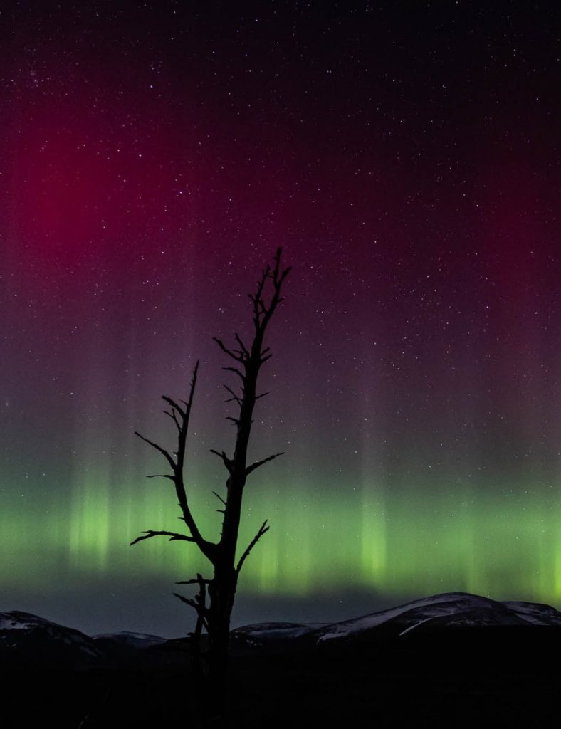 Northern Lights in the sky with a tree silhouetted in the foreground. The sky is coloured green and pink.