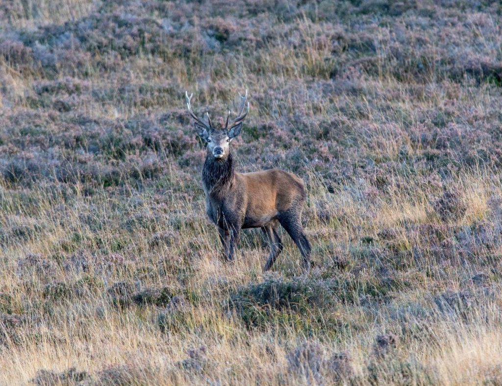 A red deer stag standing on a heather filled hillside.