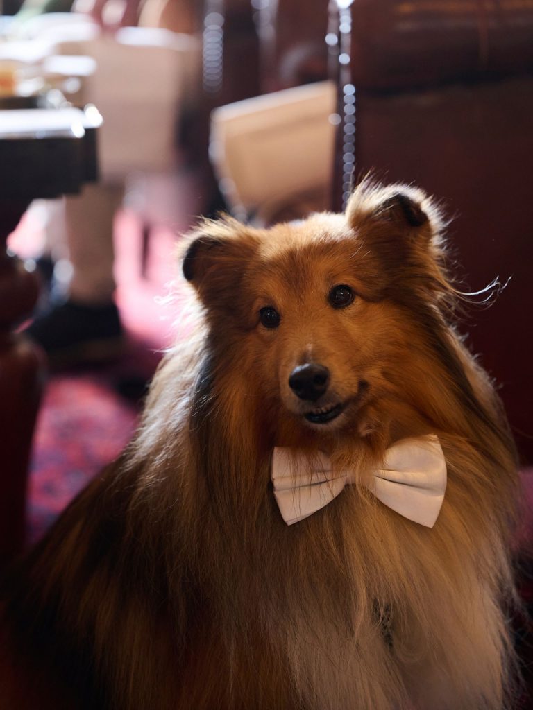 A fluffy Shetland sheepdog wearing a bow tie indoors.
