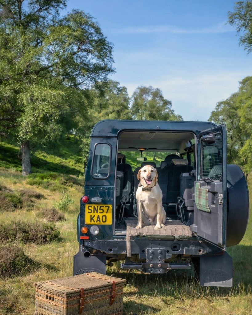 Golden Labrador sitting in open vehicle boot on a sunny day in the Scottish countryside.