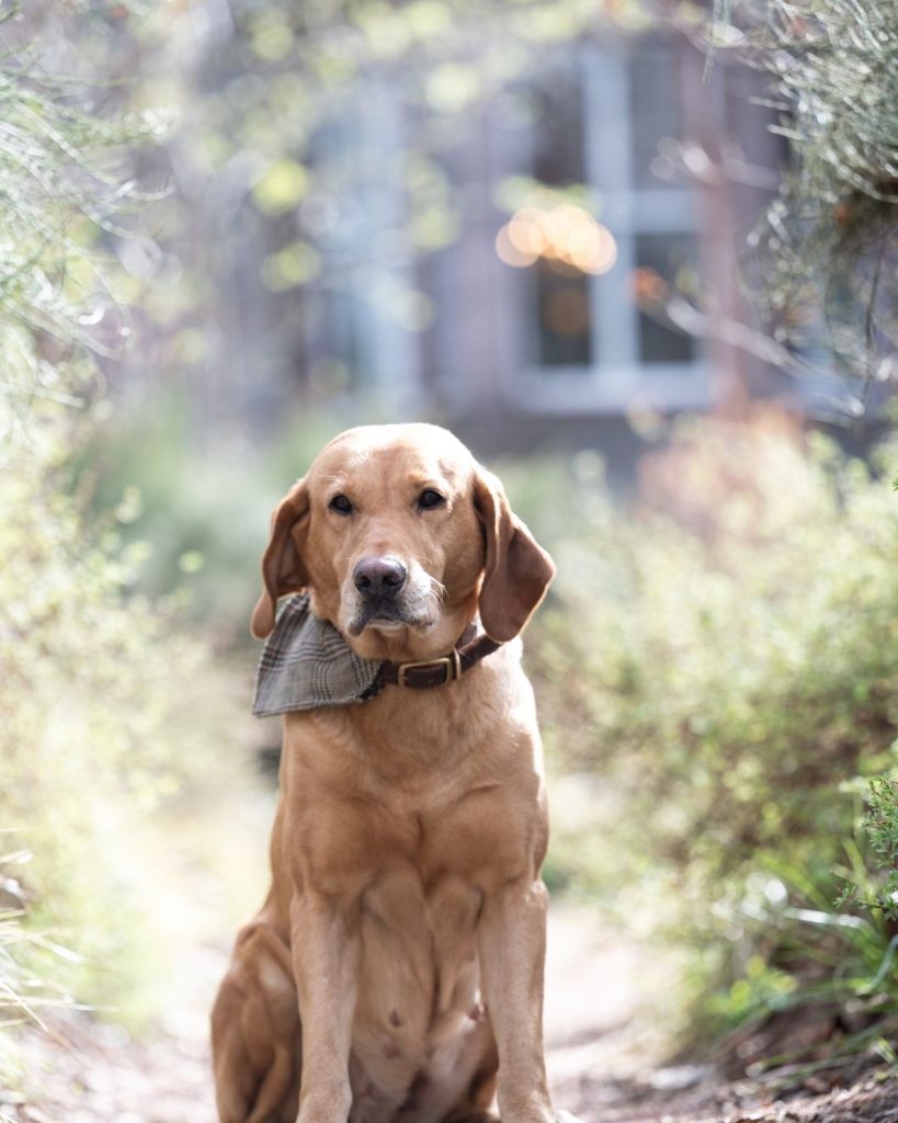 Red Labrador with tweed neckerchief sat in hotel gardens.