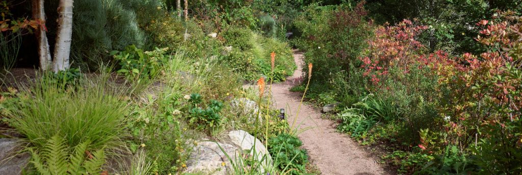 A path winding through a leafy garden.