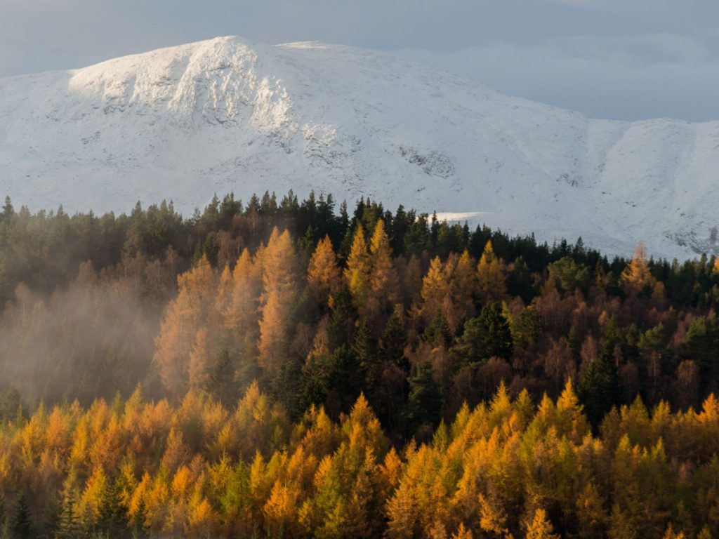An autumnal Scottish forest with snowy mountains in the background