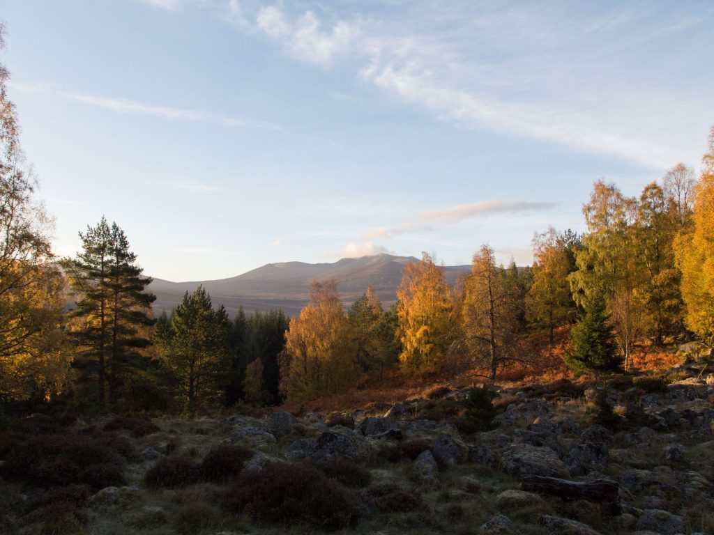 An autumn landscape with trees and mountains