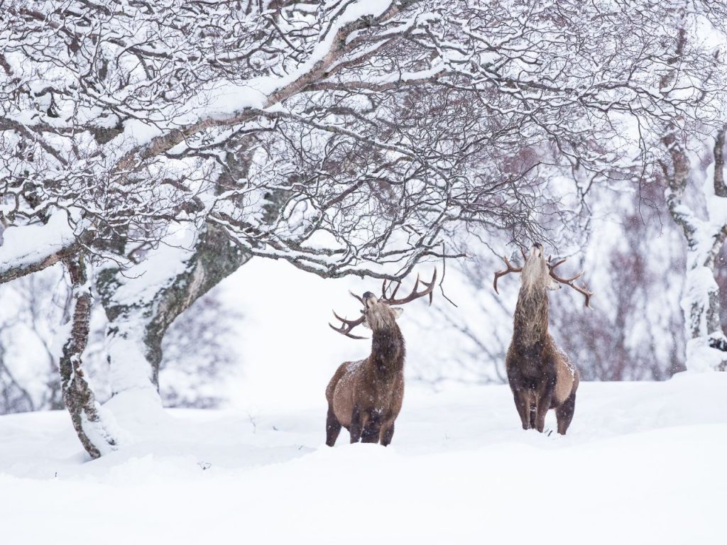 Two stags eating from a tree in the snow