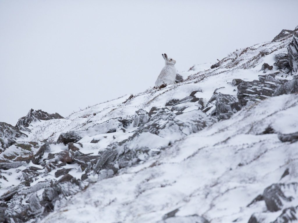 A mountain hare in the snowy mountains of Scotland