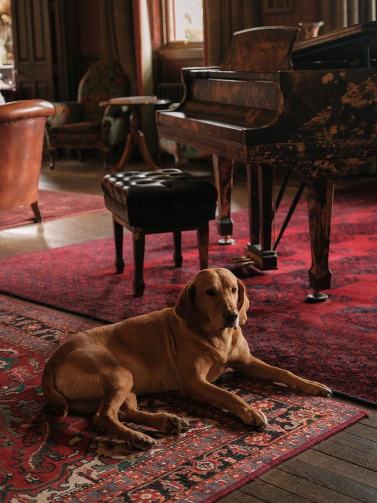 A golden Labrador dog lying down beside a piano